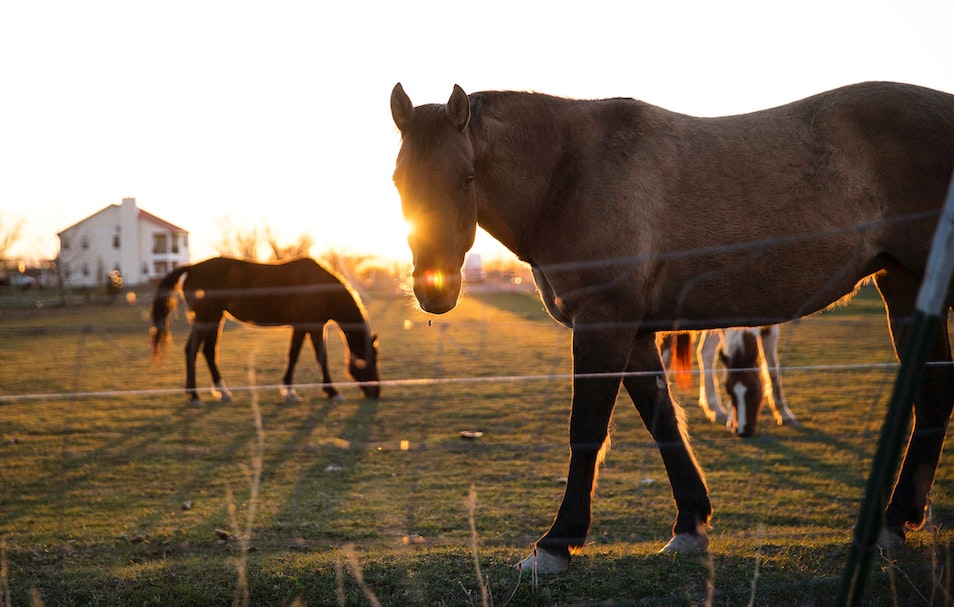 Healing Horses